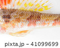 深海系の海水魚 ヒメ（姫） 背びれの模様 鮮やかな体色が特徴の写真 