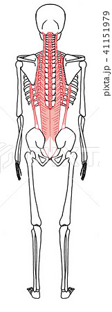 骨格 筋肉 背中 背筋のイラスト素材
