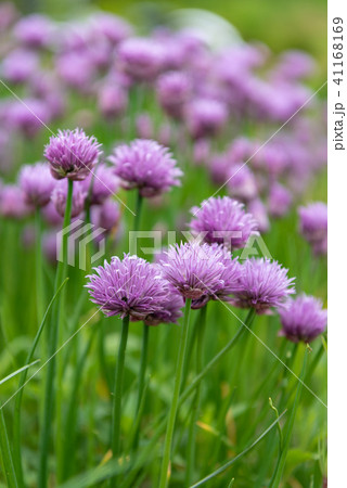 アサツキの花 アサツキ あさつき ネギ属の写真素材