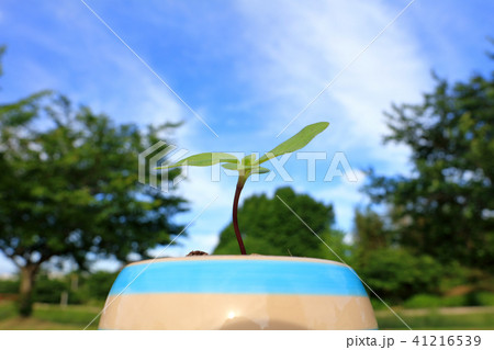 発芽 ヒマワリ 種 息吹の写真素材