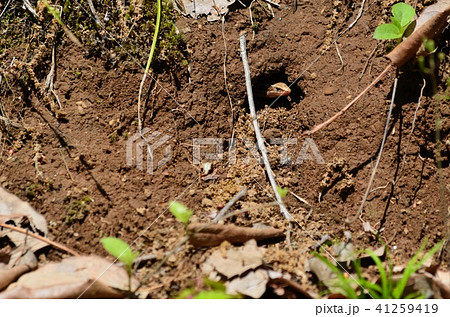 ニホントカゲ トカゲ 爬虫類 巣穴の写真素材 - PIXTA