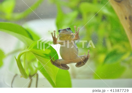 カエル アマガエル 張り付く かえるの写真素材 - PIXTA