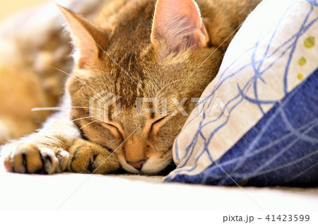 眠り猫の写真素材