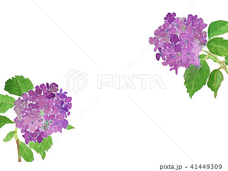 てまりてまり 花 紫陽花 白背景の写真素材
