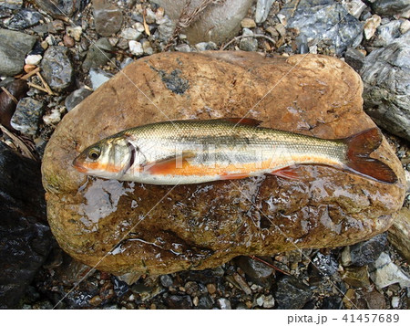 ウグイ 淡水魚 川魚 ハヤの写真素材