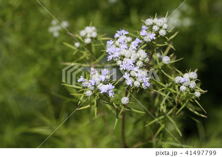 マウンテンミントの写真素材
