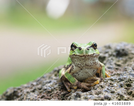 カエル 正面の写真素材