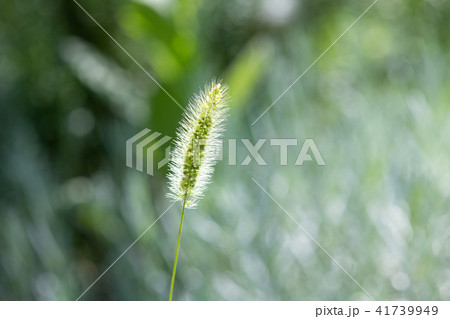 雑草 猫じゃらし 植物 緑色 葉 毛の写真素材