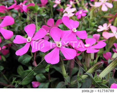 花 植物 花壇 シレネの写真素材