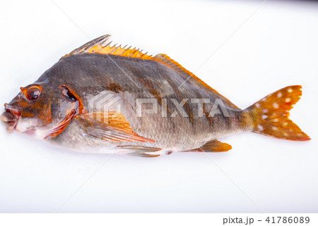 ギンタ 魚の写真素材