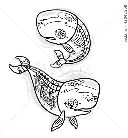 くじら クジラ 鯨 骨格のイラスト素材