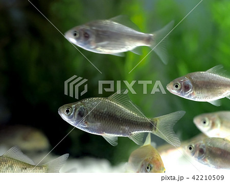 鮒 魚 フナ 魚類の写真素材