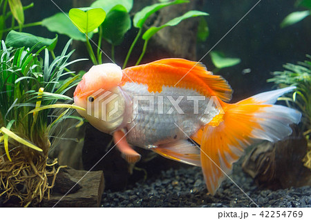 黒金魚の写真素材