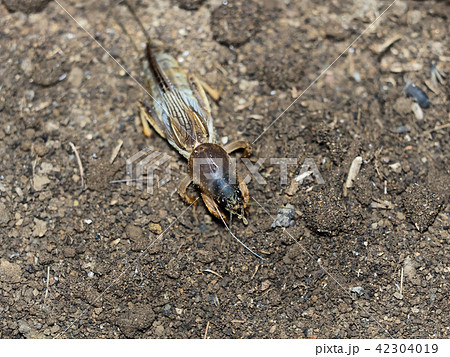 ケラ 虫 昆虫 動物の写真素材
