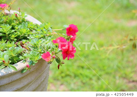 花 ポーチュラカ 鉢植え ハナスベリの写真素材