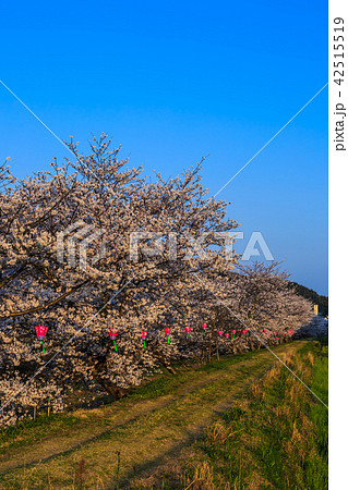 琴海花まつりの写真素材