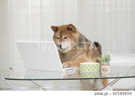 ノートパソコン 犬 動物 パソコンの写真素材