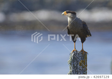 カラカラ 鳥 くちばし クチバシの写真素材