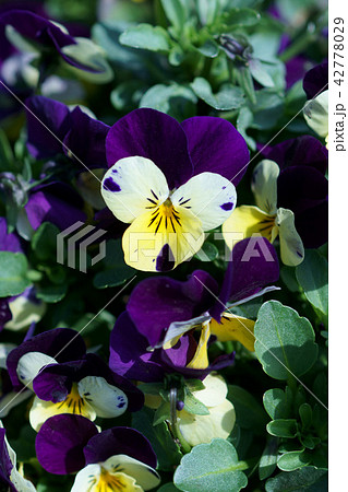 パンジー ビオラ 花言葉は 誠実 の写真素材