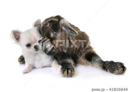 ちわわ チワワ 生まれたて こいぬの写真素材
