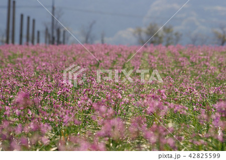 ラッキョウの花の写真素材