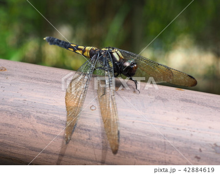 シオカラトンボ 茶色 黒色 羽の写真素材 Pixta