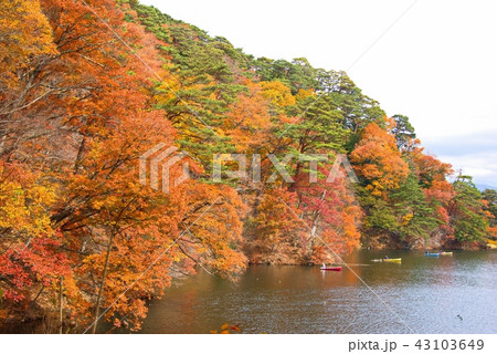 松原湖 湖 紅葉 秋の写真素材