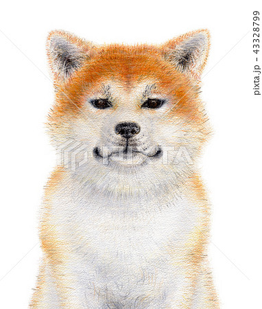 犬 動物 秋田犬 お座りのイラスト素材