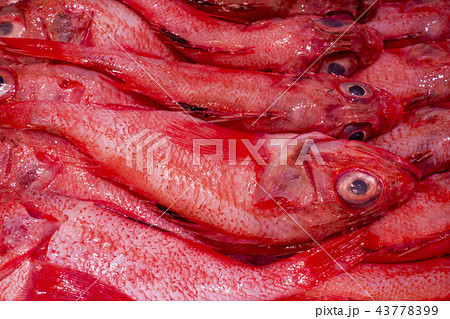 キンキン 吉次 魚 焼魚の写真素材