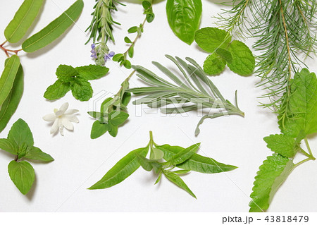 アラビアンジャスミンの写真素材