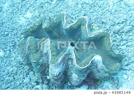 シャコガイ 貝殻 海の動物 貝の写真素材 - PIXTA