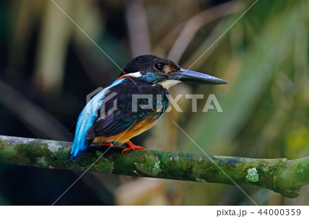 きれい 美しい 鳥 クローズアップの写真素材 Pixta