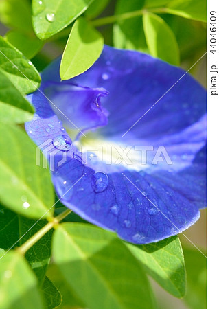 くりとりあの写真素材