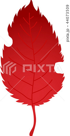 落ち葉 枯れ葉 秋 リアルのイラスト素材