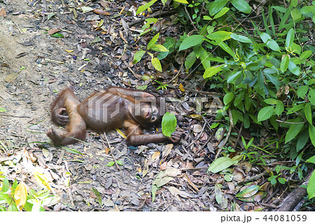 オランウータンの赤ちゃんの写真素材