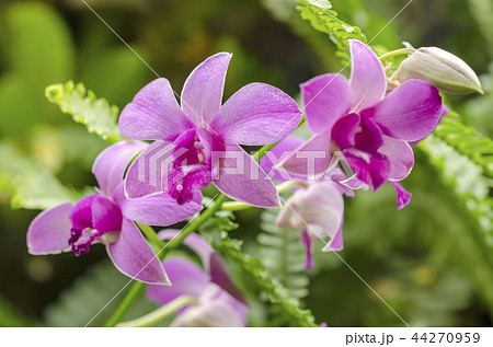 オーキッド 花の写真素材