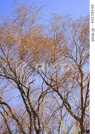 ウンリュウヤナギの写真素材