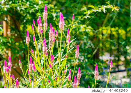 ケイトウ アジアンガーデン 花 花畑の写真素材
