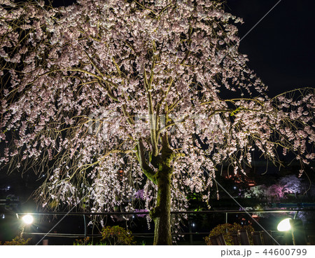 千葉公園 夜桜 ライトアップ 春の写真素材