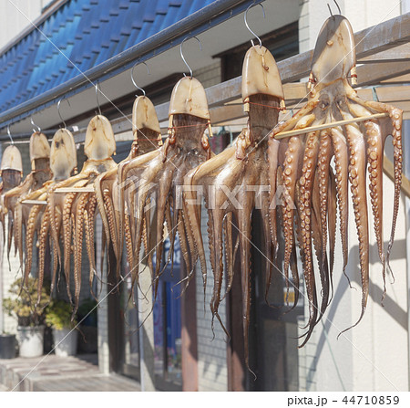 タコの干物 干しダコ 干物 日間賀島の写真素材