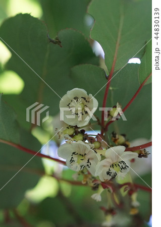 サルナシ 蕾 つる性落葉植物 マタタビ科の写真素材