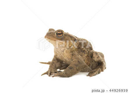 toad ガマガエルの写真素材 - PIXTA