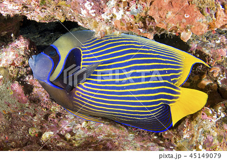 魚 熱帯魚 黄色 黒の写真素材