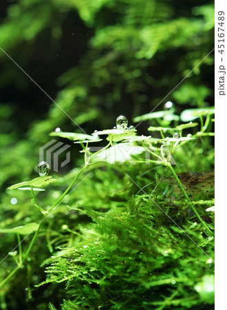 気泡 水草 水槽 酸素の写真素材