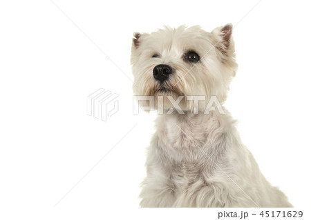 ウエスティ ウエストハイランドホワイトテリア 犬 横顔の写真素材