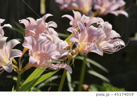 ツツラの写真素材 - PIXTA 