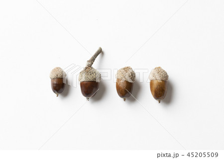 どんぐり 一列 木の実 団栗の写真素材 どんぐり 一列 木の実 団栗の写真素材