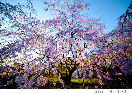 しだれ桜(六義園)水彩画 木製フレーム付き 六義園・しだれ桜の写真素材 - PIXTA