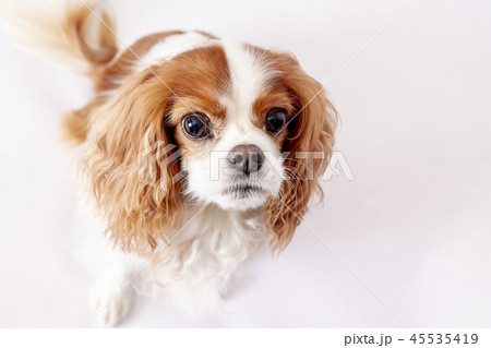 キャバリアキングスチャールズコッカースパニエル キャバリア 小型犬 犬の写真素材