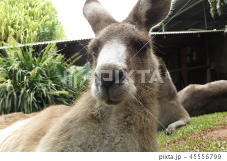 カンガルー かわいい 顔 正面の写真素材